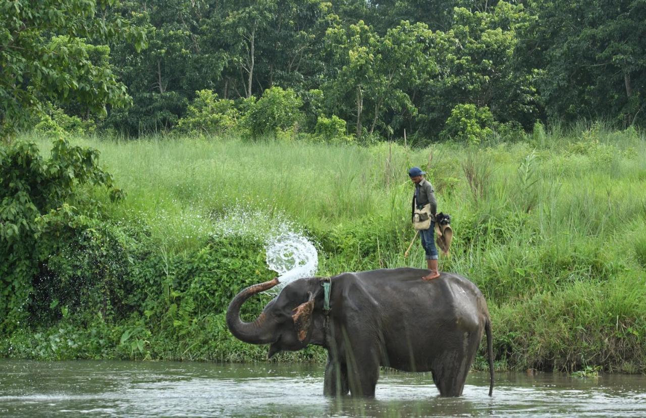 Eden Jungle Resort Sauraha Ngoại thất bức ảnh
