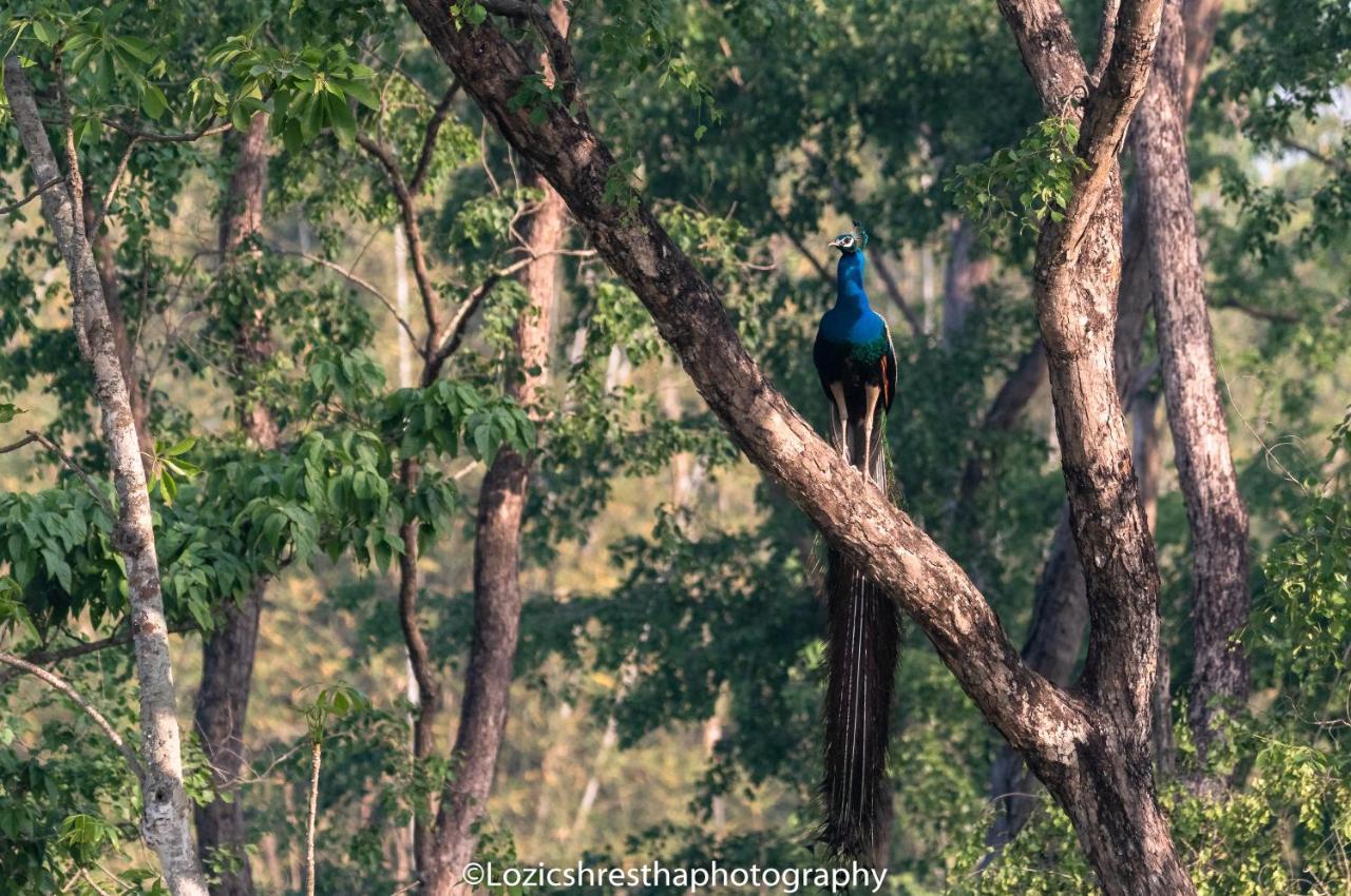 Eden Jungle Resort Sauraha Ngoại thất bức ảnh