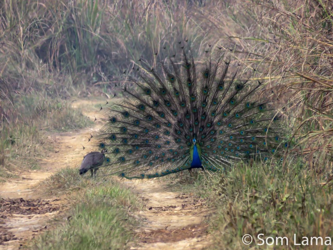 Eden Jungle Resort Sauraha Ngoại thất bức ảnh