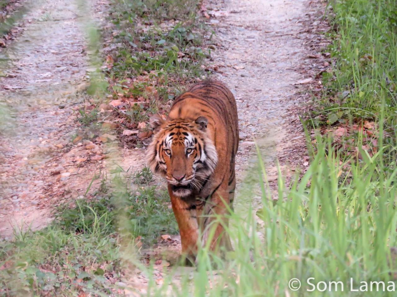 Eden Jungle Resort Sauraha Ngoại thất bức ảnh