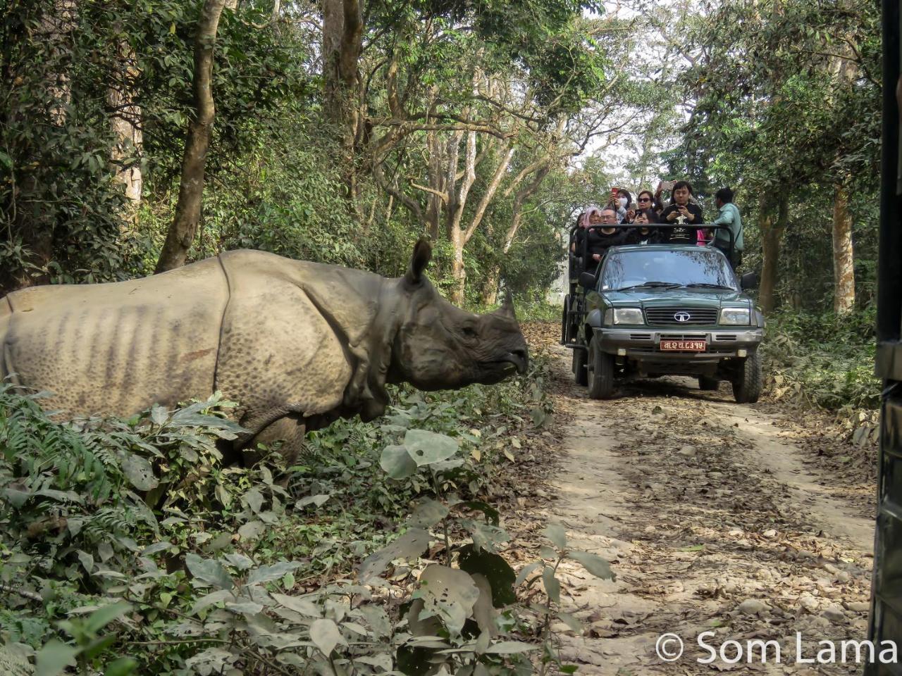 Eden Jungle Resort Sauraha Ngoại thất bức ảnh