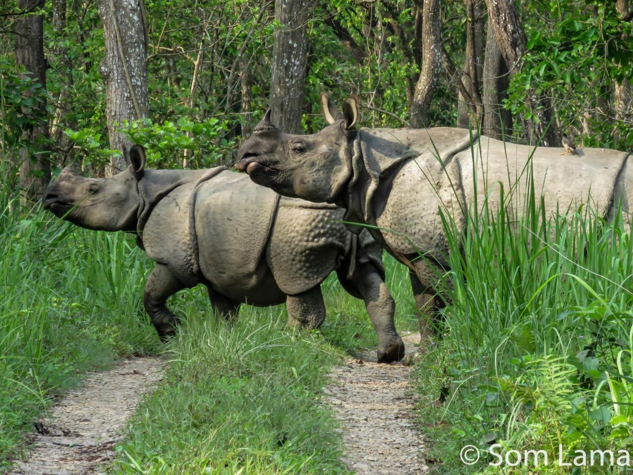 Eden Jungle Resort Sauraha Ngoại thất bức ảnh