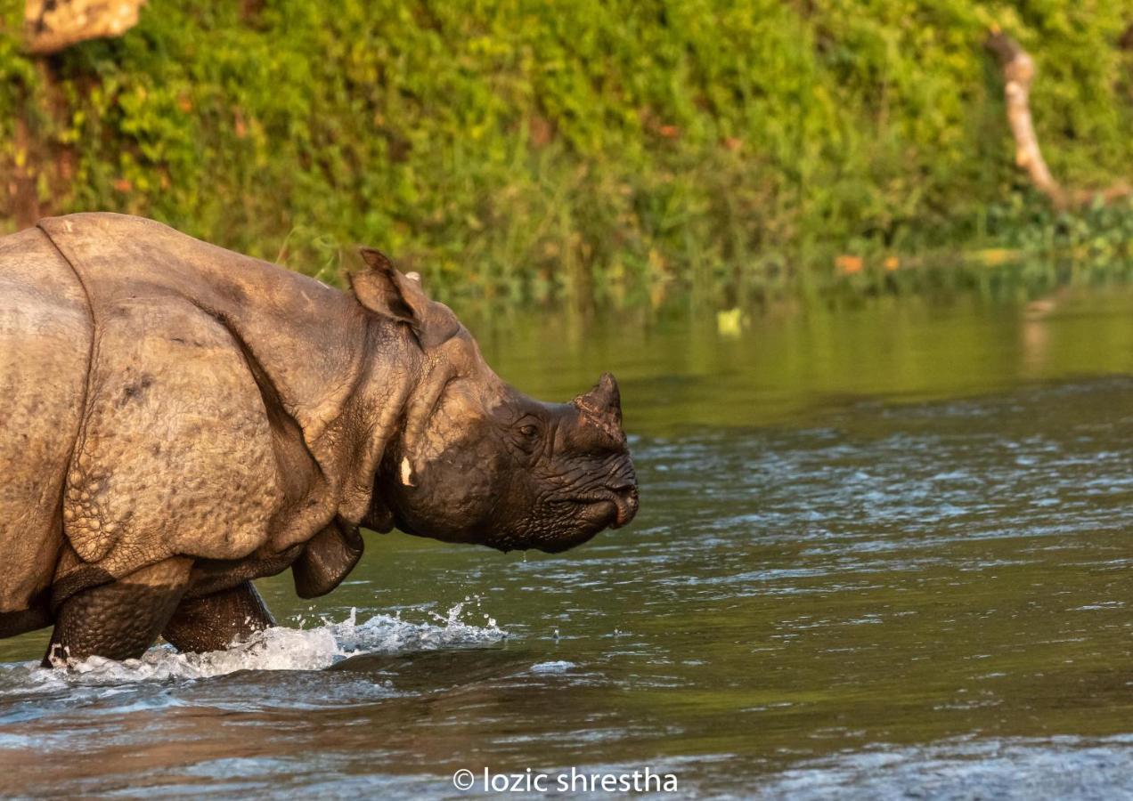 Eden Jungle Resort Sauraha Ngoại thất bức ảnh