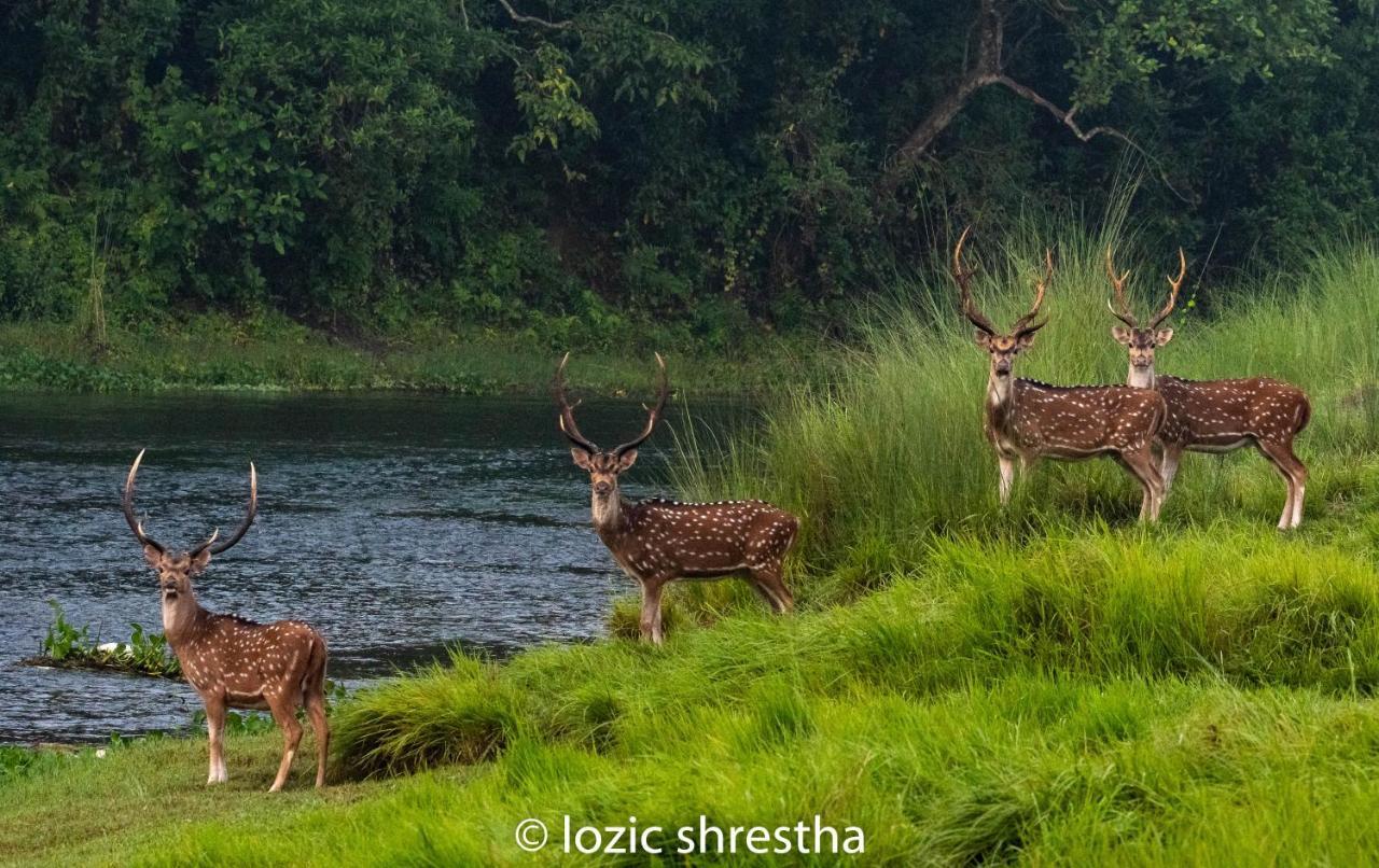 Eden Jungle Resort Sauraha Ngoại thất bức ảnh