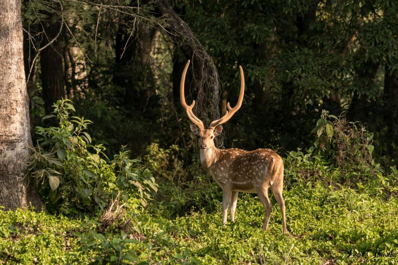 Eden Jungle Resort Sauraha Ngoại thất bức ảnh