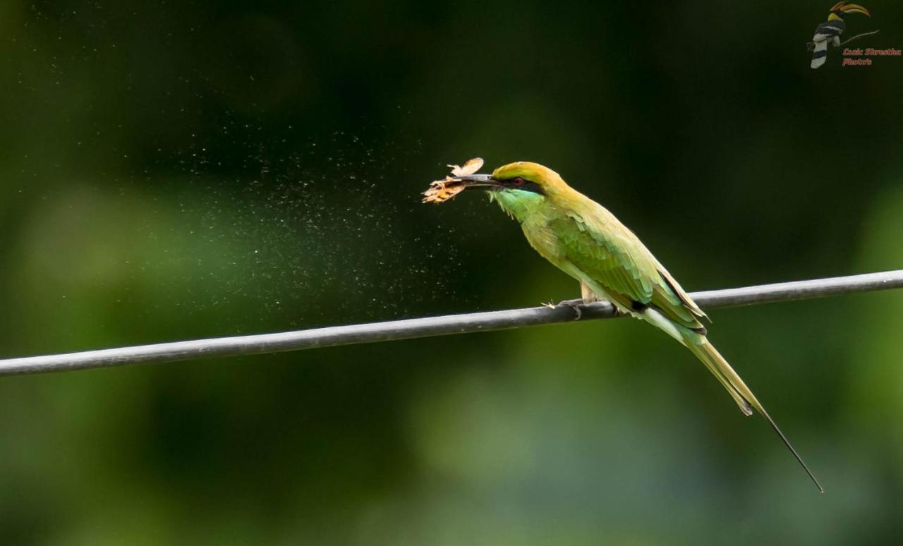 Eden Jungle Resort Sauraha Ngoại thất bức ảnh