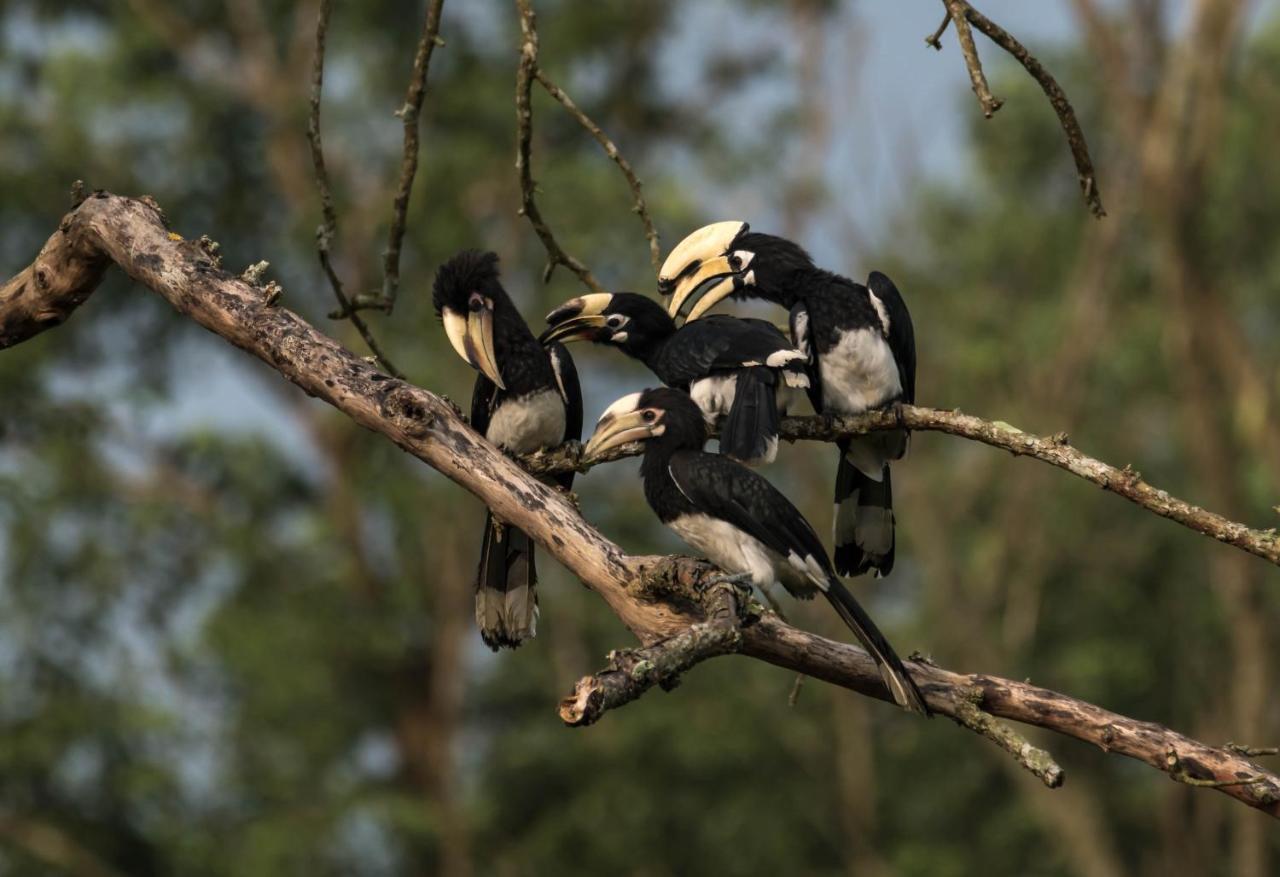 Eden Jungle Resort Sauraha Ngoại thất bức ảnh