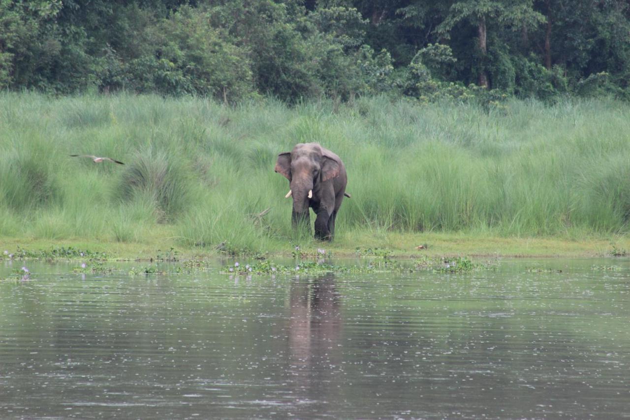 Eden Jungle Resort Sauraha Ngoại thất bức ảnh